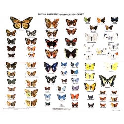 CHART British Butterflies Chart H D Swain.
